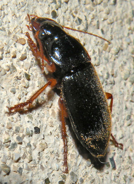 Pseudoophonus rufipes